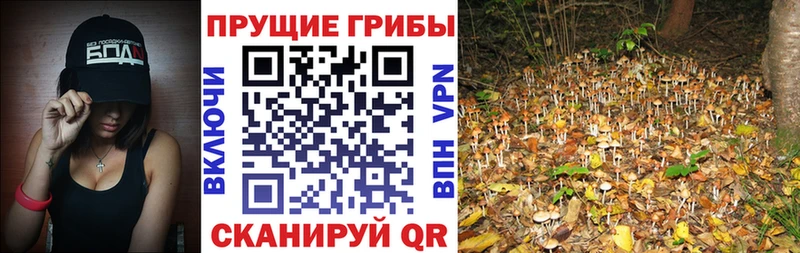 Псилоцибиновые грибы Psilocybine cubensis  kraken   Бологое 